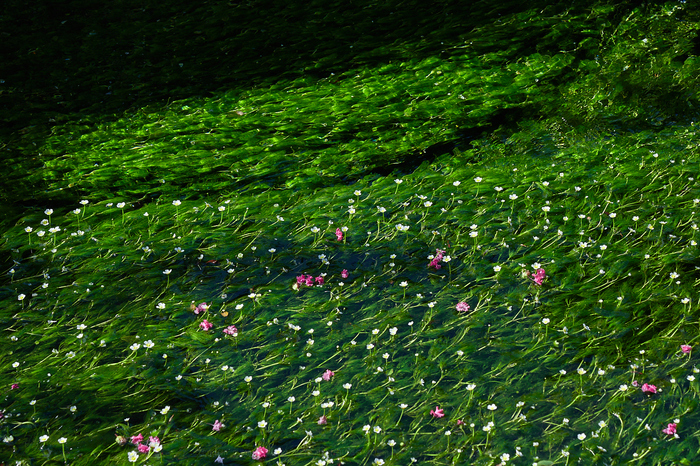 滋賀 米原 醒ヶ井 地蔵川の梅花藻（ばいかも） 2019 ／ オリンパス M